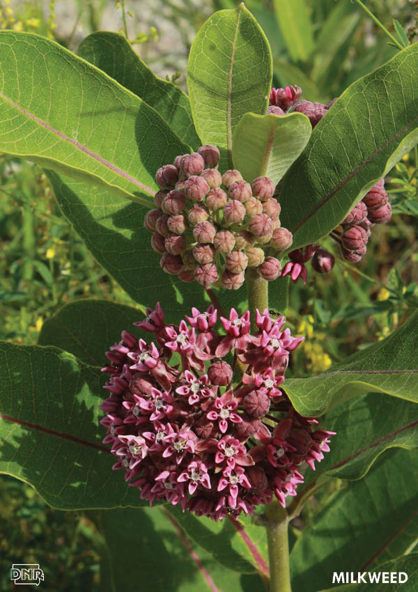 Plant milkweed to help out monarchs | Iowa DNR
